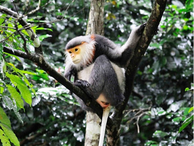 voc-quy-hiem-3-1457015676