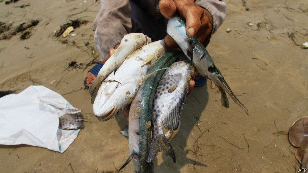 160427135501_vietnam_fish_624x351_afp